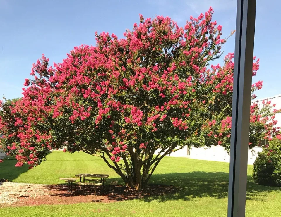 A flowering tree on the IBM Raleigh campus