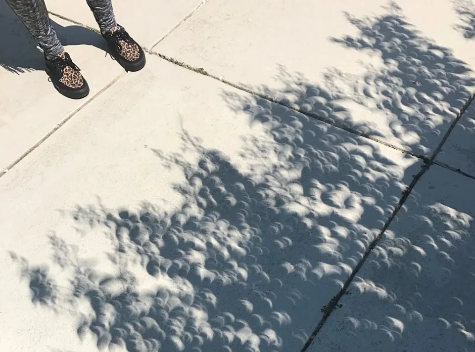 Shadows from a solar eclipse on a Raleigh sidewalk